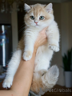 Zdjęcie №3. Poznaj Olivera czarującego, opanowanego i pełnego cichej miłości. Prawdziwy. Islandia