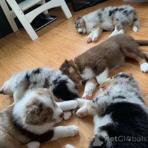 Zdjęcie №1. owczarek australijski - na sprzedaż w Berlin | Bezpłatny | Zapowiedź №160172