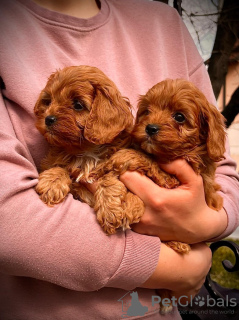 Zdjęcie №4. Sprzedam cavalier king charles spaniel w Zrenjanin. hodowca - cena - negocjowane