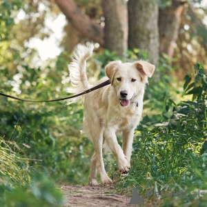 Zdjęcie №4. Sprzedam pies nierasowy w Rzeka Moskwa. prywatne ogłoszenie - cena - Bezpłatny