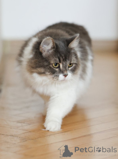 Zdjęcie №2 do zapowiedźy № 151212 na sprzedaż   - wkupić się Federacja Rosyjska prywatne ogłoszenie