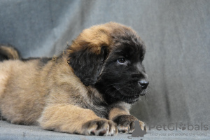 Zdjęcie №3. Leonbergera. Dziewczyny. Białoruś