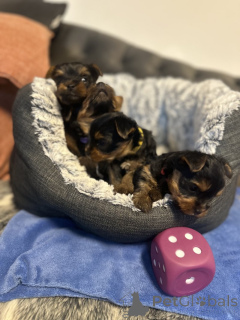 Zdjęcie №3. Dice Yorkie на продаж. USA