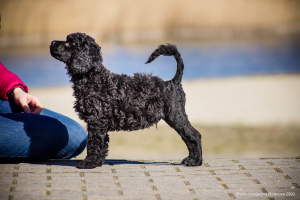 Zdjęcie №2 do zapowiedźy № 5626 na sprzedaż  portugalski pies dowodny - wkupić się USA od żłobka