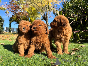 Zdjęcie №1. pudel (zabawka) - na sprzedaż w Berlin | negocjowane | Zapowiedź №160830