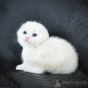 Zdjęcie №1.  - na sprzedaż w Hannover | 1196zł | Zapowiedź № 156668