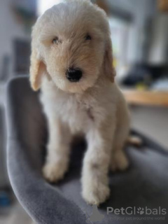 Zdjęcie №3. Gotowy do wyjścia już teraz. Szczenięta Goldendoodle. USA