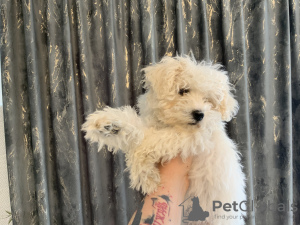 Zdjęcie №3. Mały żubrowy fryz. Rumunia