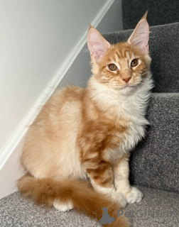 Zdjęcie №4. Sprzedam maine coon w Augusta. prywatne ogłoszenie - cena - negocjowane