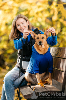 Zdjęcie №2 do zapowiedźy № 126889 na sprzedaż  pies nierasowy - wkupić się Federacja Rosyjska prywatne ogłoszenie, ze schronu