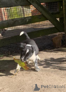 Zdjęcie №2 do zapowiedźy № 159993 na sprzedaż  border terrier - wkupić się Łotwa prywatne ogłoszenie