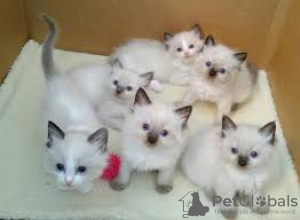 Zdjęcie №1.  - na sprzedaż w Berlin | Bezpłatny | Zapowiedź № 133429