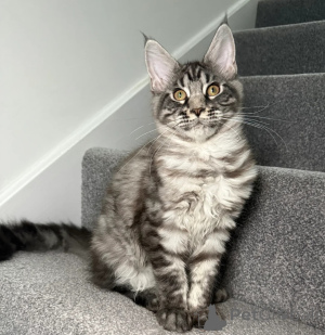 Zdjęcie №2 do zapowiedźy № 158078 na sprzedaż  maine coon - wkupić się USA prywatne ogłoszenie
