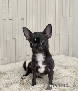 Zdjęcie №1. pies nierasowy - na sprzedaż w Miasto Tennessee | 4634zł | Zapowiedź №167335