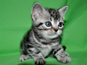 Zdjęcie №1. kot amerykański krótkowłosy - na sprzedaż w Moskwa | Negocjowane | Zapowiedź № 2437