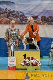 Zdjęcie №1. beagle (rasa psa) - na sprzedaż w Irkuck | 3610zł | Zapowiedź №149741