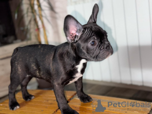 Zdjęcie №3. Samiec buldoga francuskiego. Serbia