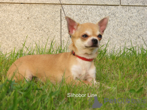 Zdjęcie №3. Chihuahua g / w rudowłosa dziewczynka. Federacja Rosyjska