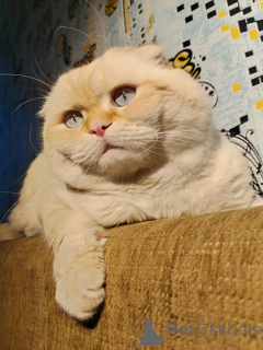 Zdjęcie №3. Delirium tsats. Federacja Rosyjska