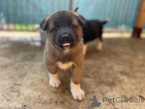 Zdjęcie №1. akita (rasa psa) - na sprzedaż w Saiberjay | negocjowane | Zapowiedź №173377