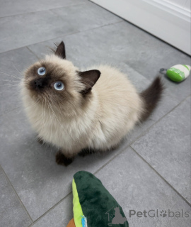 Zdjęcie №1. ragdoll - na sprzedaż w Zurych | negocjowane | Zapowiedź № 174846