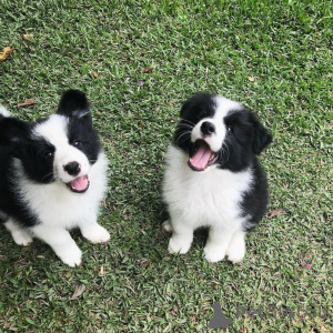 Zdjęcie №1. border collie - na sprzedaż w Bochum | 1674zł | Zapowiedź №171427