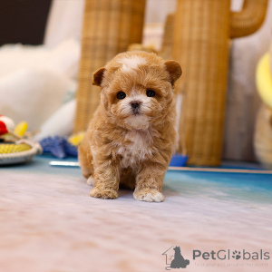 Zdjęcie №2 do zapowiedźy № 152210 na sprzedaż  maltipu - wkupić się USA hodowca