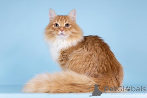 Zdjęcie №4. Sprzedam  w Chimki. ze schronu - cena - Bezpłatny