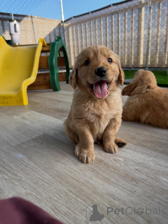 Zdjęcie №3. Śliczne szczenięta Golden Retriever są już dostępne. Republika Czeska