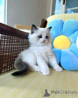 Zdjęcie №1. ragdoll - na sprzedaż w Berlin | 2392zł | Zapowiedź № 138846