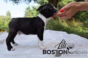 Zdjęcie №3. Sprzedam szczenięta rasy Boston Terrier. Białoruś
