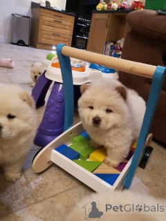 Zdjęcie №2 do zapowiedźy № 149693 na sprzedaż  chow-chow - wkupić się Niemcy prywatne ogłoszenie