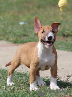 Dodatkowe zdjęcia: Szczenięta Mini Bull Terrier