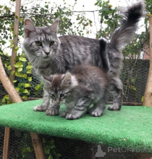 Zdjęcie №4. Sprzedam maine coon w Kopenhaga.  - cena - 4305zł