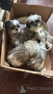 Zdjęcie №1. shih tzu - na sprzedaż w Herdwangen-Schönach | 2774zł | Zapowiedź №175101