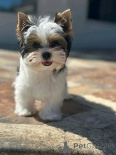 Zdjęcie №4. Sprzedam yorkshire terrier w Aubenas.  - cena - negocjowane