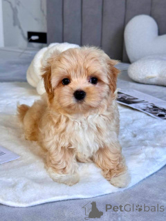 Zdjęcie №2 do zapowiedźy № 145972 na sprzedaż  maltipu - wkupić się Włochy hodowca