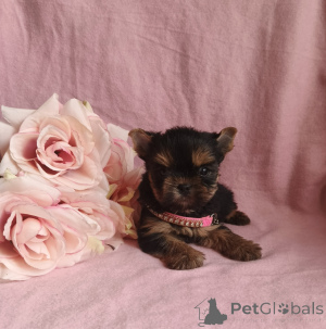 Zdjęcie №1. yorkshire terrier - na sprzedaż w Rzeka Moskwa | 2320zł | Zapowiedź №164779