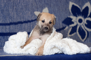 Zdjęcie №2 do zapowiedźy № 3516 na sprzedaż  pies nierasowy - wkupić się Białoruś prywatne ogłoszenie