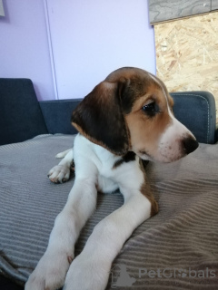 Zdjęcie №3. Szczenięta ogara rosyjskiego.. Niemcy