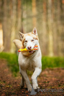 Dodatkowe zdjęcia: Przystojny husky Hart jest w dobrych rękach