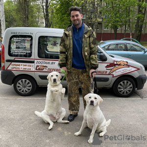 Zdjęcie №1. Usługi dostawy i transportu kotów i psów w Mińsk. Zapowiedź № 9411