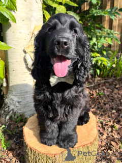 Zdjęcie №3. Adorables chiots Cocker Spaniel angielski jest jednym z celów rodzinnych. Francja
