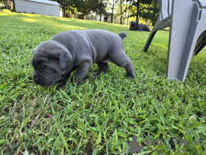 Zdjęcie №4. Sprzedam cane corso w Aalborg. prywatne ogłoszenie, hodowca - cena - 6zł