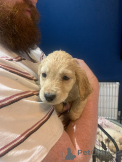 Zdjęcie №2 do zapowiedźy № 157678 na sprzedaż  golden retriever - wkupić się Niemcy hodowca