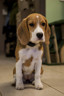 Zdjęcie №2 do zapowiedźy № 5561 na sprzedaż  beagle (rasa psa) - wkupić się Federacja Rosyjska prywatne ogłoszenie