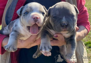 Zdjęcie №3. Szczenięta American Bully Pocket Tricolor Merle. Serbia