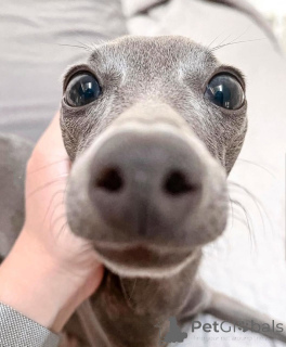 Zdjęcie №4. Sprzedam  w Glasgow. hodowca - cena - 8132zł