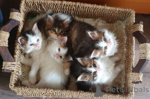Zdjęcie №3. Kocięta rasy Maine Coon. Szwecja