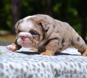 Zdjęcie №3. Englische Bulldoggenwelpen Zur Adoption Verfügbar. Niemcy